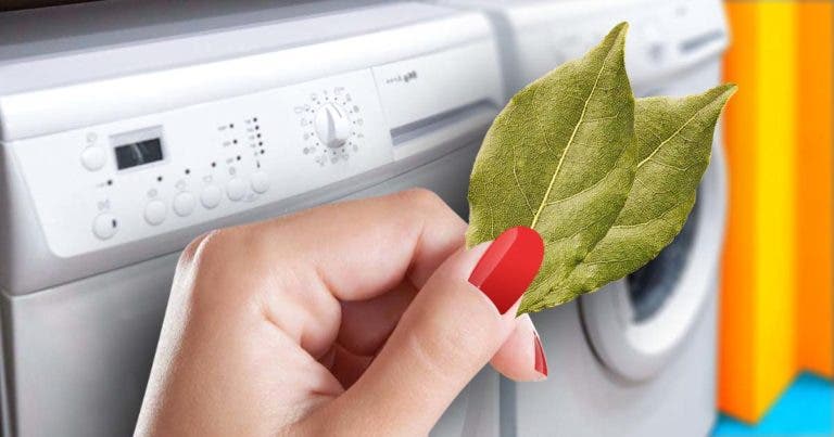 Comment Raviver La Couleur Du Linge Avec Des Feuilles De Laurier