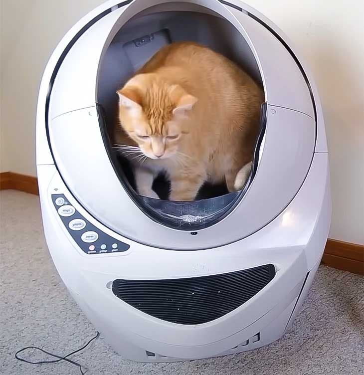 Proposer à votre chat un modèle de litière avec filtre à charbon