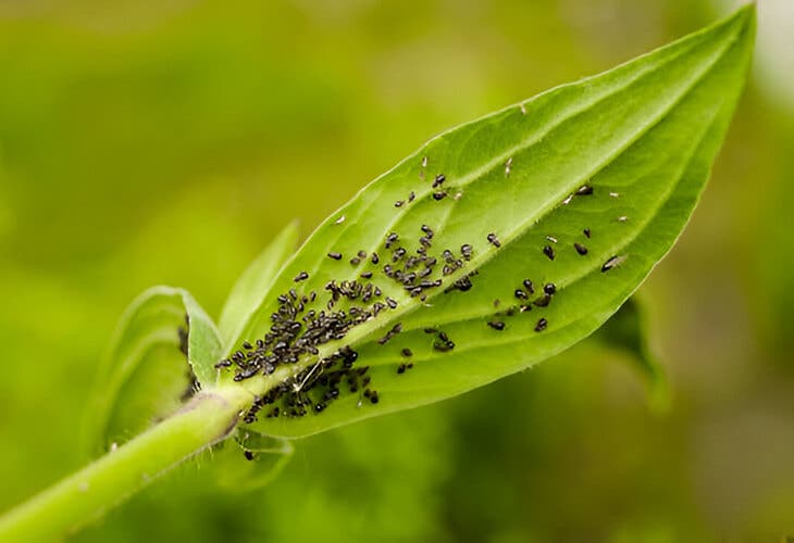 Pucerons noirs infestant une plante