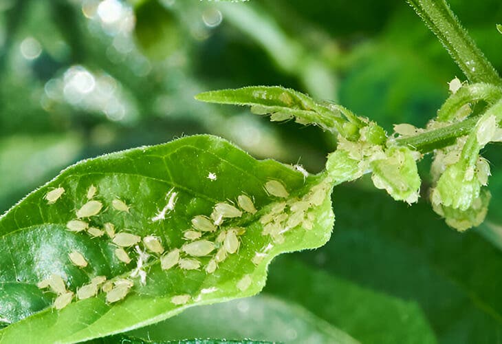 Pucerons verts infestant une plante