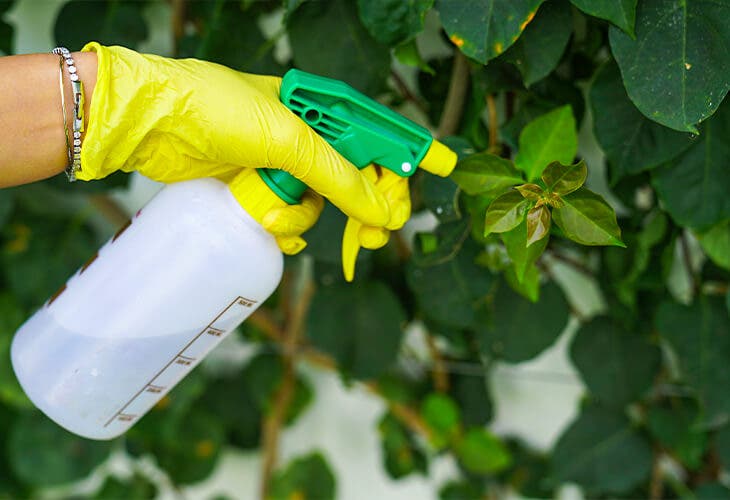 Pulvériser le spray anti-pucerons naturel au vinaigre sur une plante