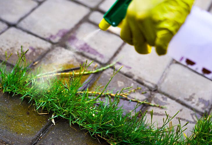 Pulvérisez un spray au vinaigre blanc sur les mauvaises herbes