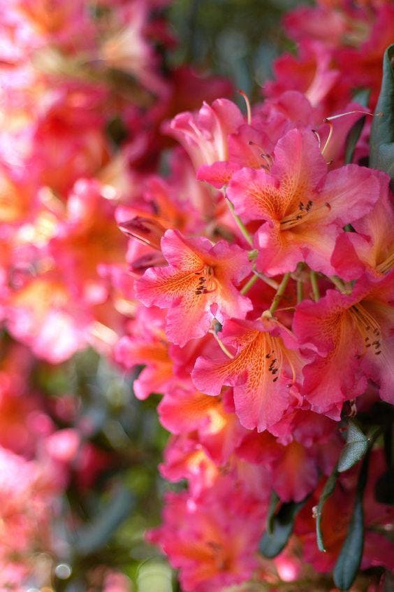 Rhododendron