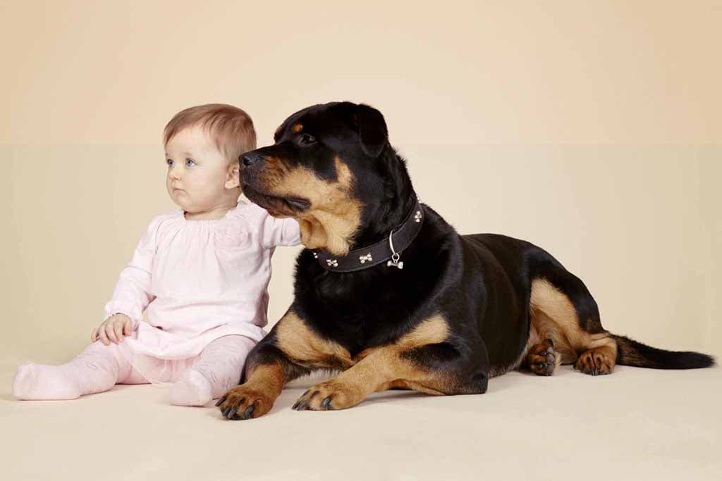 Rottweiler avec un bébé