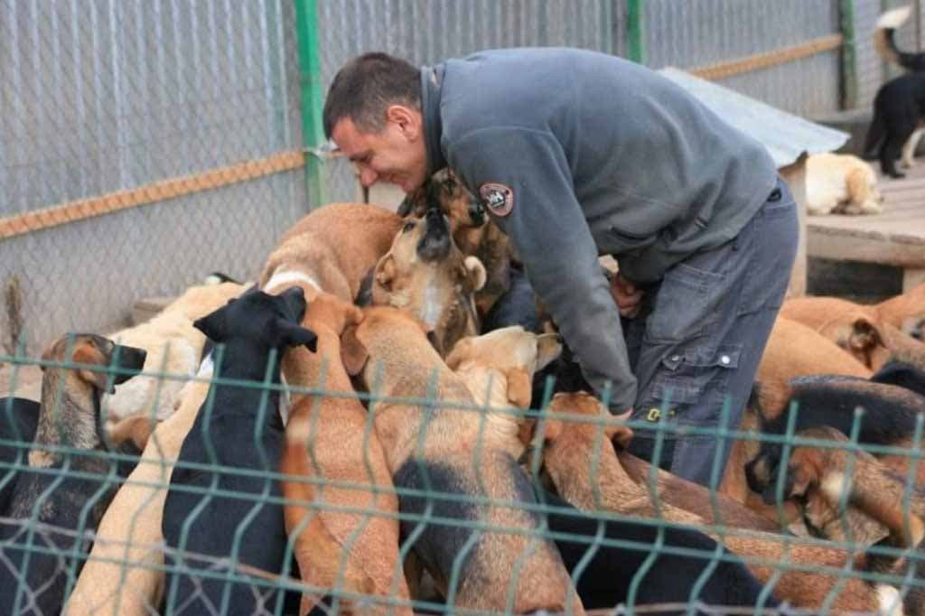 Sasha et ses chiens