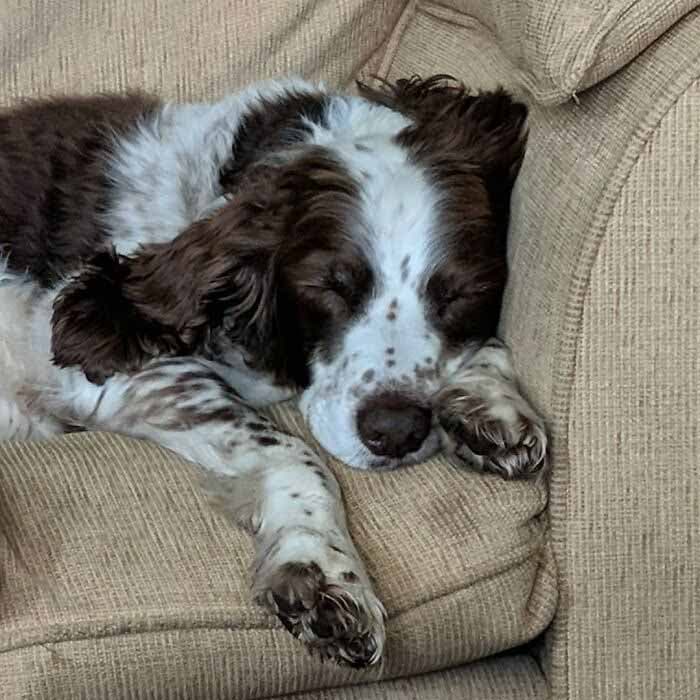Spike le chien qui dort sur le canapé