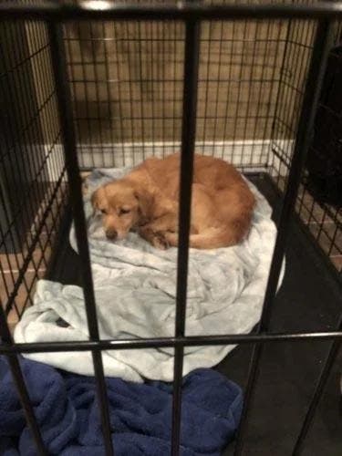 Suzy se réchauffe à l'intérieur de sa cage.