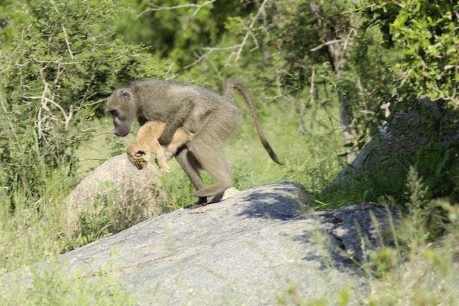 Un babouin et le lionceau