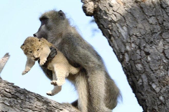 Un babouin tient le lionceau