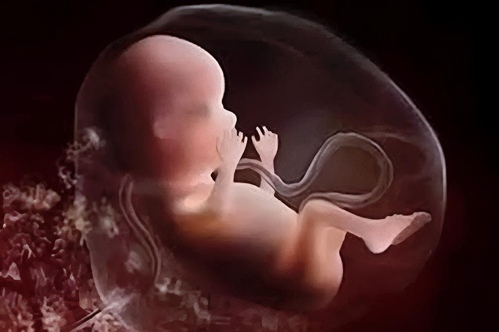 Un bébé dans un fœtus