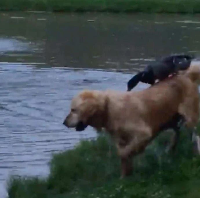 Un canard sauvage et un chien1