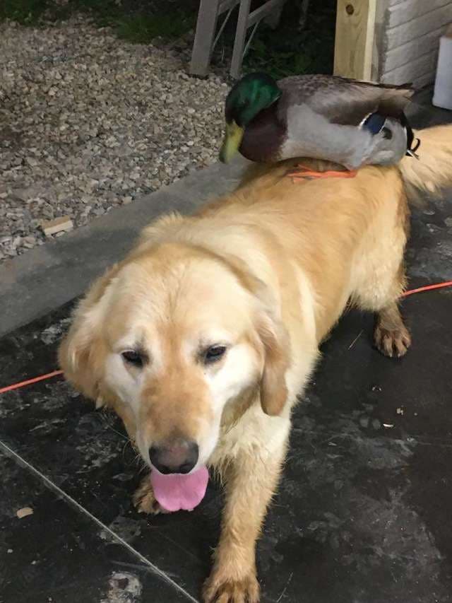 Un canard sauvage et un chien2