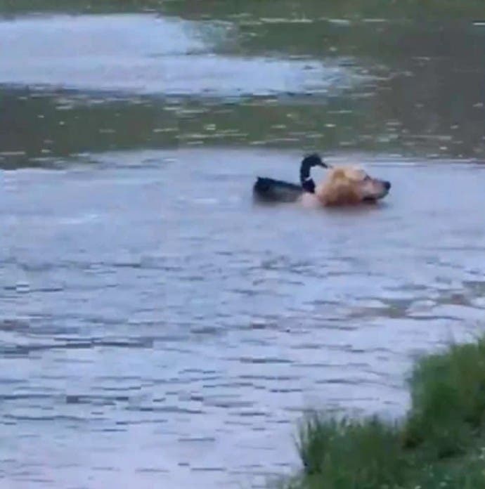 Un canard sauvage et un chien3