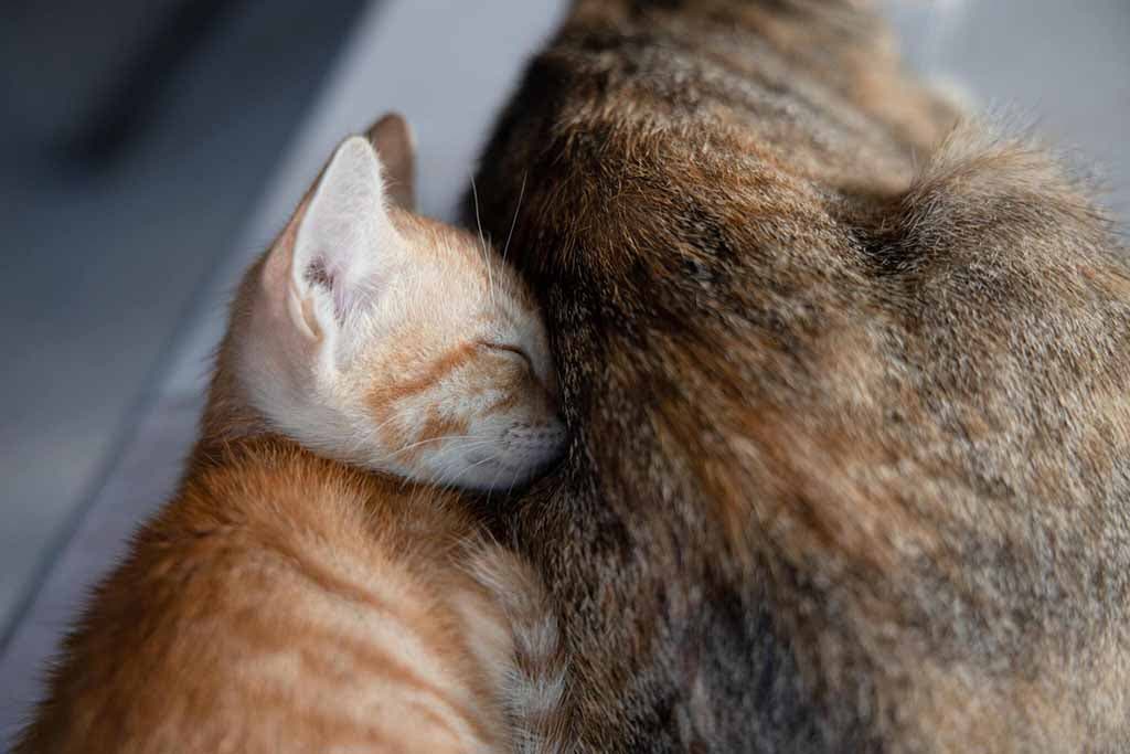 Un chat blotti contre sa mère