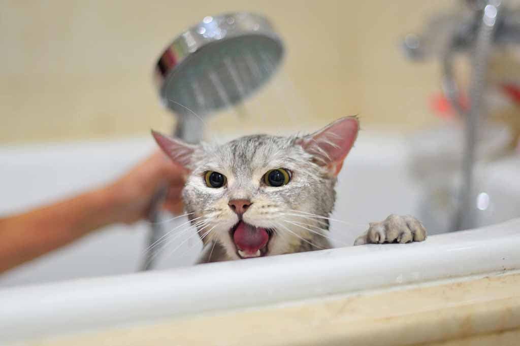 Un chat prenant sa douche