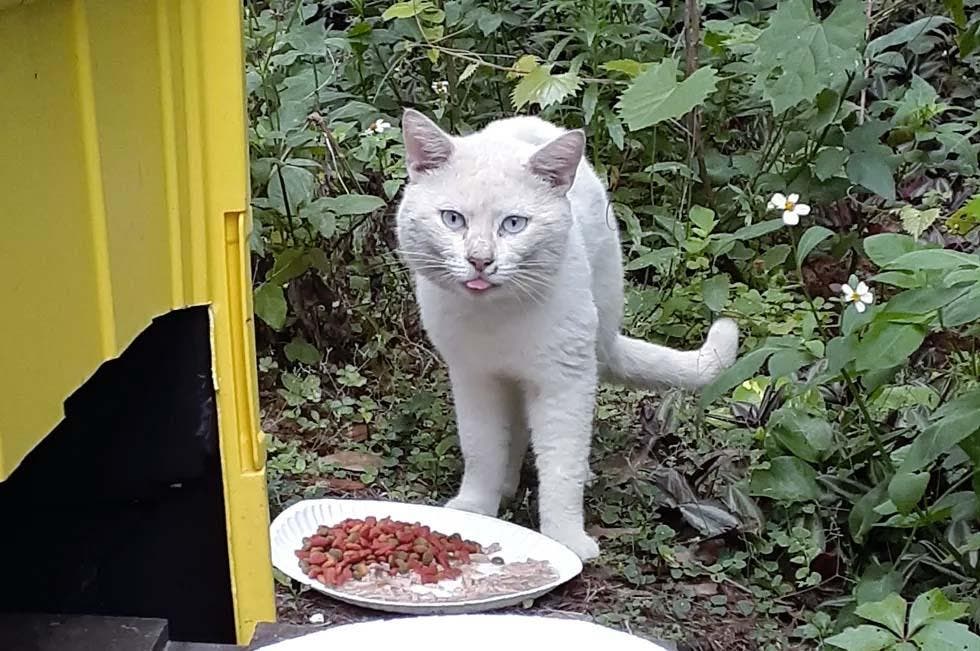 Un chat qui mange