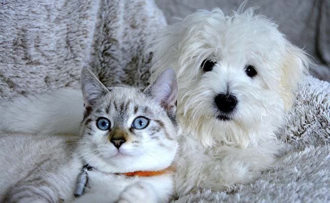 Un chaton et un chien amis