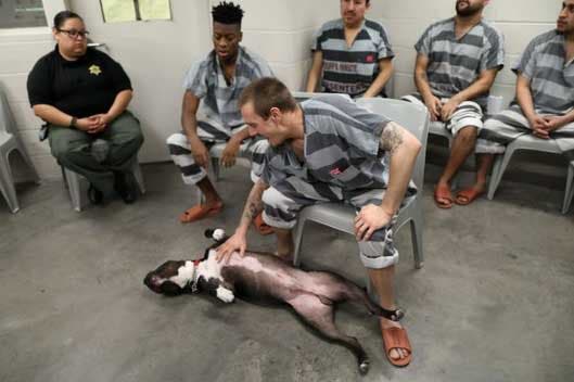 Un chien avec les détenus