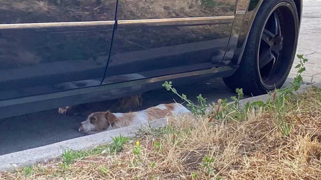 Un chien dort sous la voiture