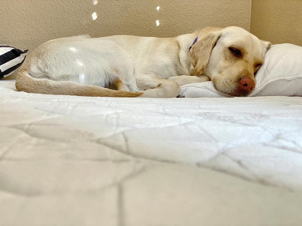 Un chien errant qui dort sur un matelas