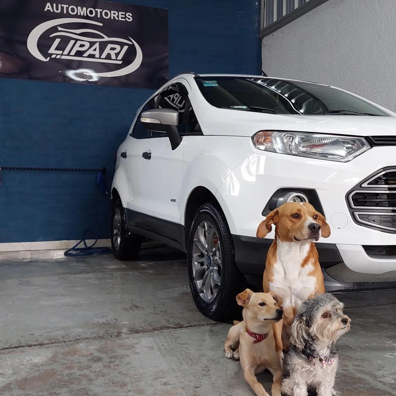 Un chien et deux chiots posant devant un des véhicules de l’agence auto
