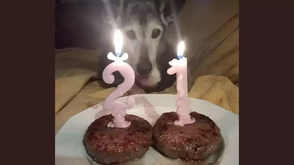 Un chien fête son 17e anniversaire