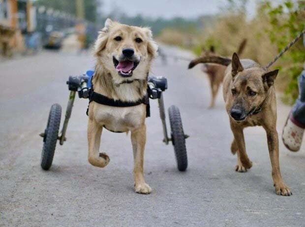 Un chien handicapé