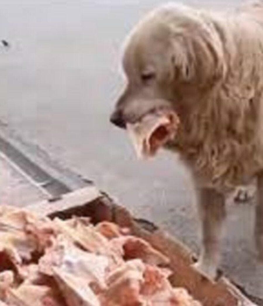 Un chien mange
