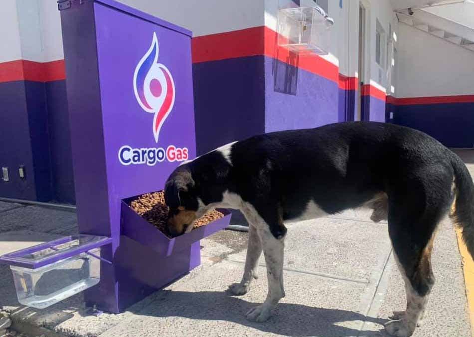 Un chien qui mange dans la station