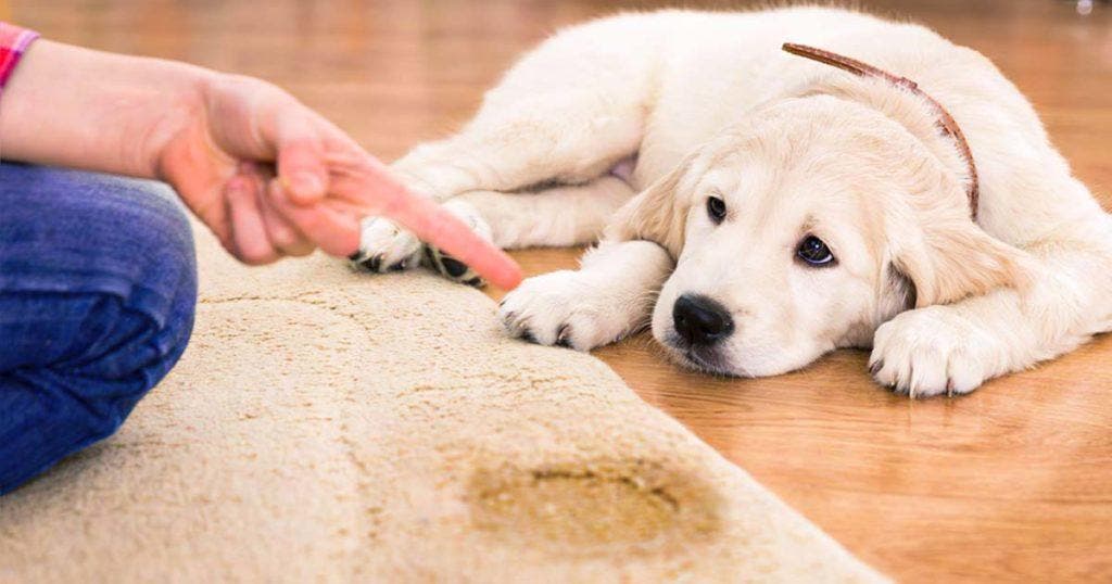 Connaître Et Choisir Ses Animaux De Compagnie