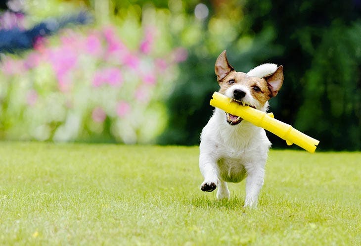 Un chien ramenant un jouet 