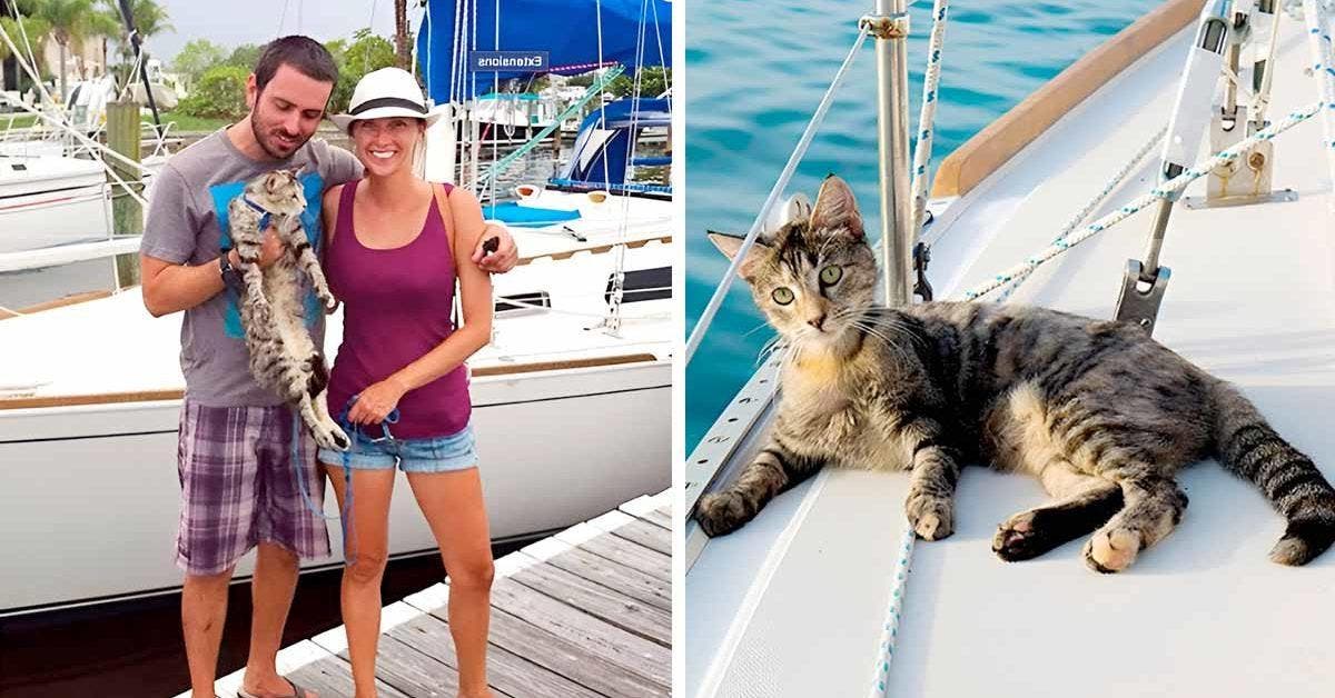 Un couple quitte son emploi et vend tout ses biens - ils parcourent désormais le monde avec leur chat