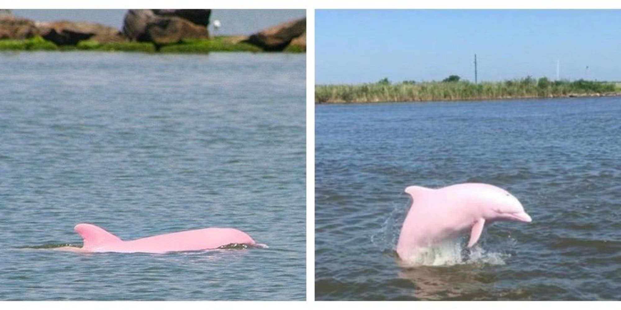 Un Dauphin Rose En Voie D Extinction Donne Naissance A Un Bebe Dauphin Rose