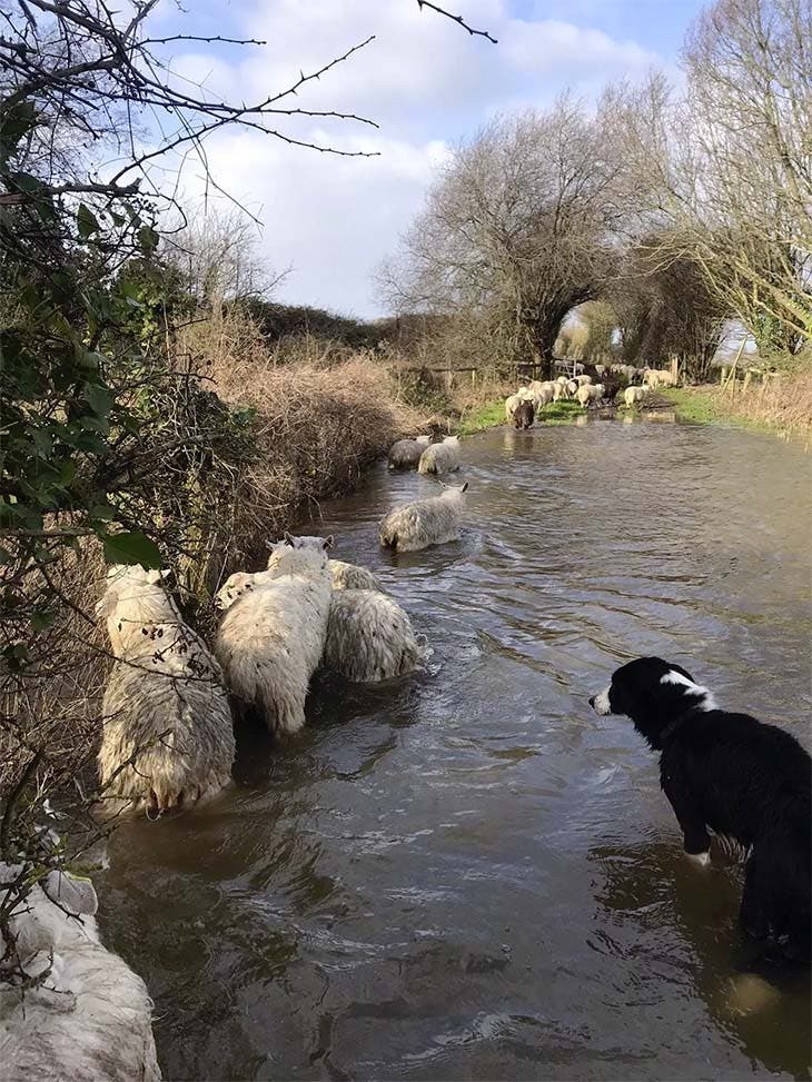 Un des chiens en train de guider les moutons vers la rive