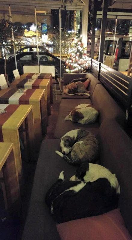 Un groupe de chiens errants dorment confortablement dans les siège de la cafétéria Hott Spott en à Mytilène en Grèce