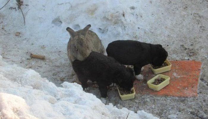 Un lapin et deux chiots partageant un repas