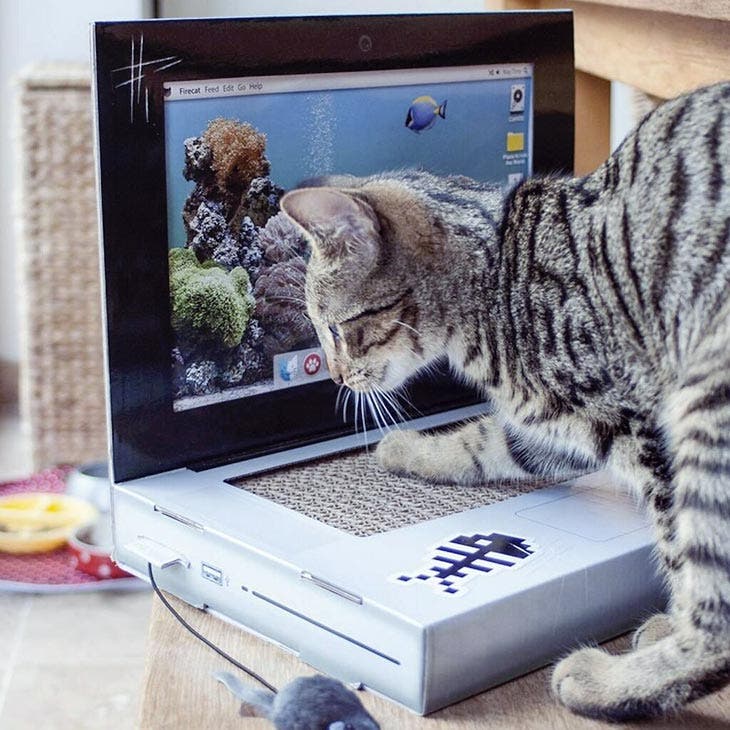 Un laptop pour chat. source : spm