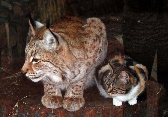 Un lynx et un chat errant1