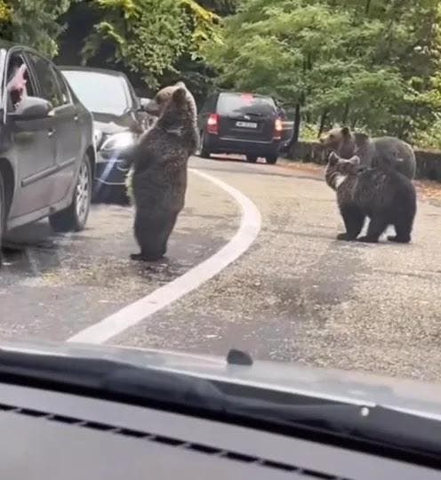 Un ours dans la route
