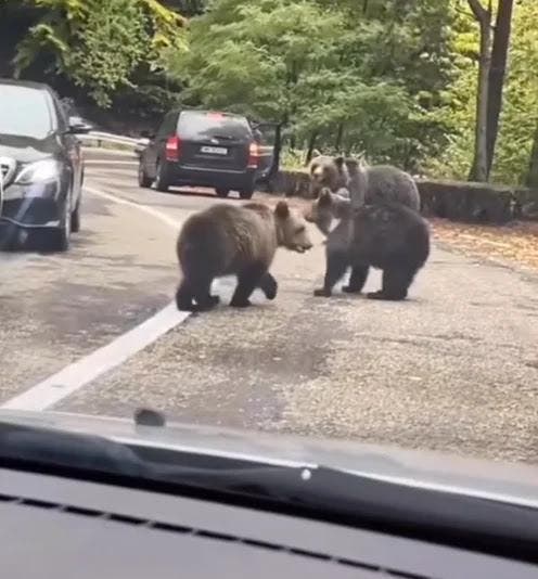 Un ours retourne vers ses amis