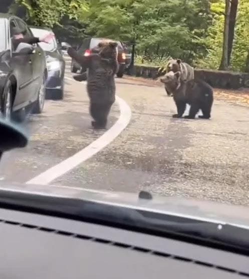 Un ours salue le conducteur
