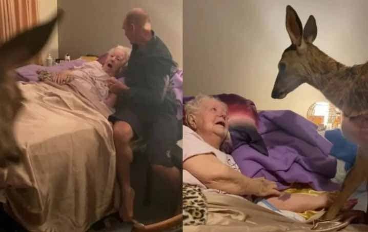 Un petit cerf rend visite à une grand-mère dans sa chambre