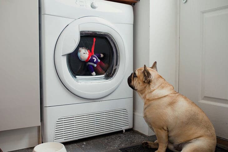 3 astuces pour éliminer les poils d'animaux de la machine à laver