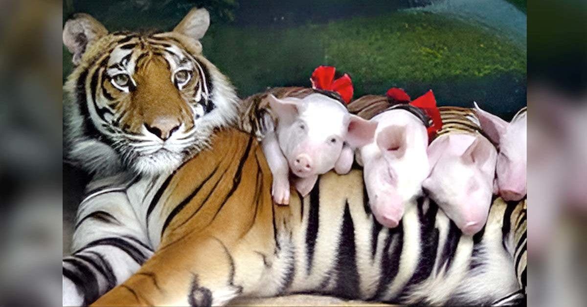 Une tigresse élève des bébés cochons comme ses propres enfants : elle leur offre l’amour d’une maman