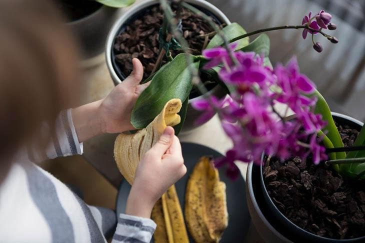 Usa cáscara de plátano para mantener tus plantas