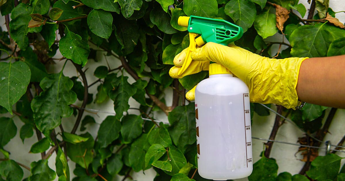 Vaporisez le mélange de vinaigre blanc et savon noir sur les plantes