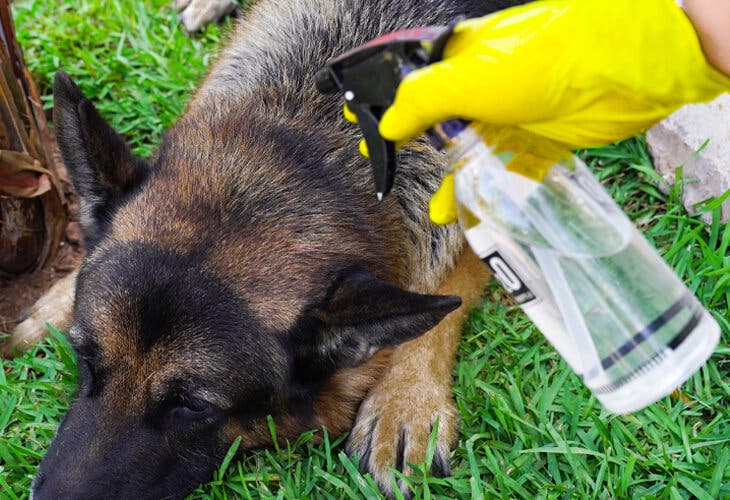 Vaporisez un chien avec du vinaigre blanc et de l’eau pour enlever les puces