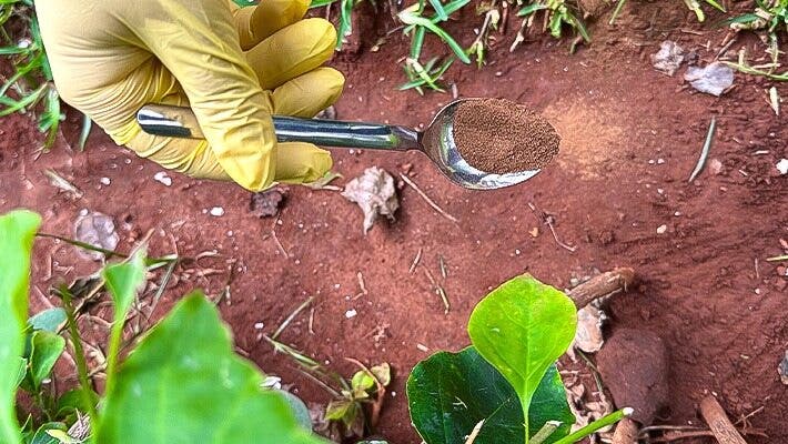 Verser de la cannelle sur les fourmis