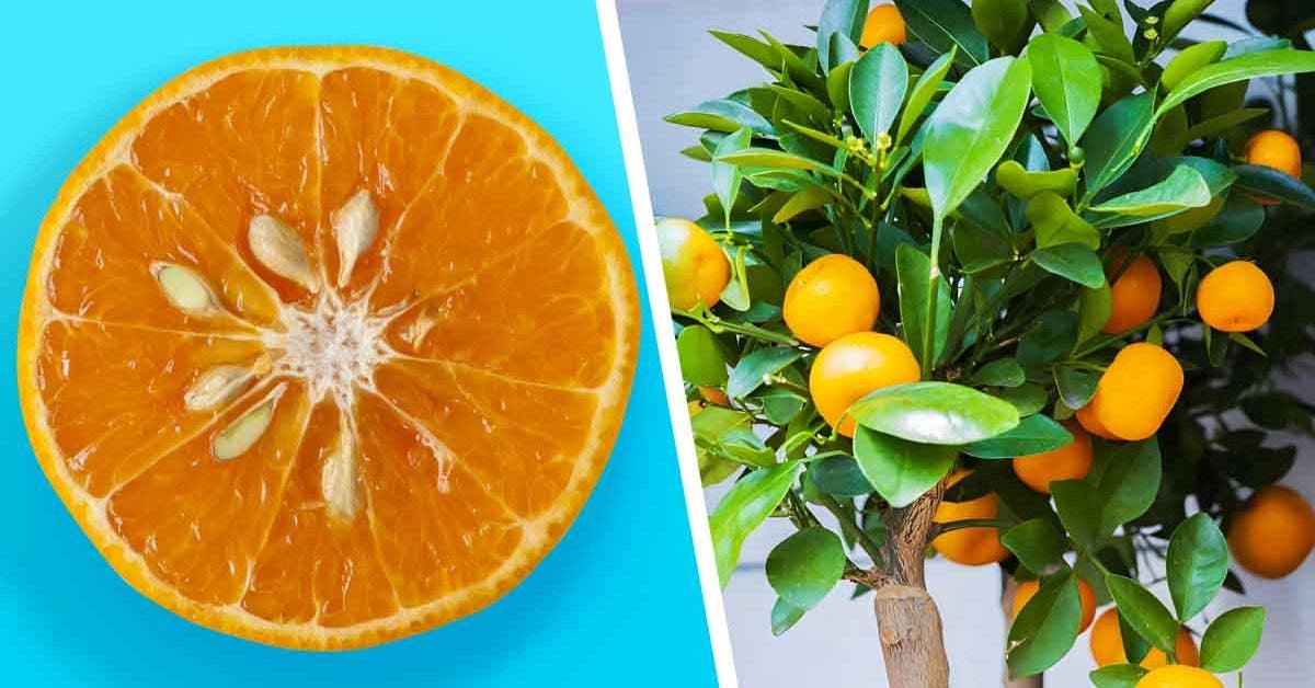 La mandarine, un fruit tonus pour l'hiver