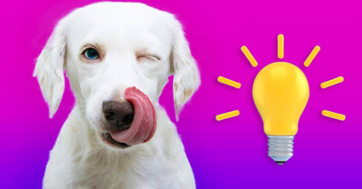 Voici les races de chien les plus intelligentes au monde